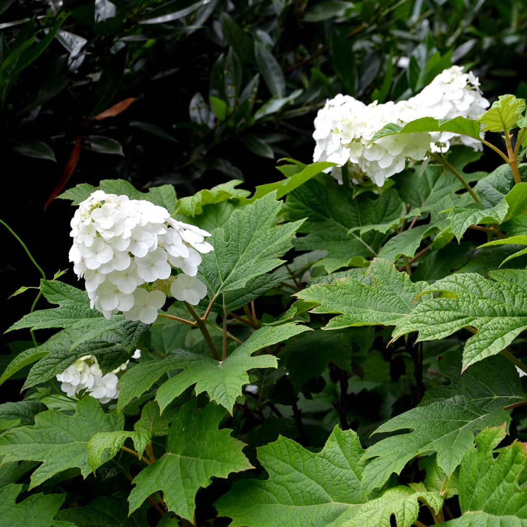 Hydrangea quercifolia Snow Queen - Hortensia à feuilles de chêne