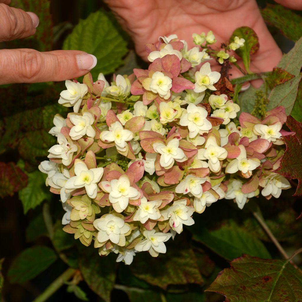 Hydrangea quercifolia Snowflake - Hortensia à feuilles de chêne
