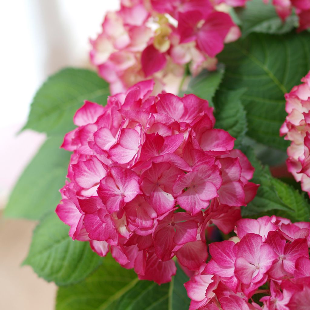 Hortensia - Hydrangea macrophylla Selma