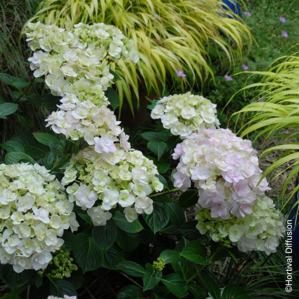 Hortensia - Hydrangea macrophylla Kazan