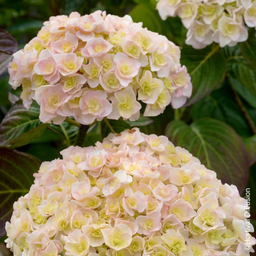 Hortensia - Hydrangea macrophylla Kazan