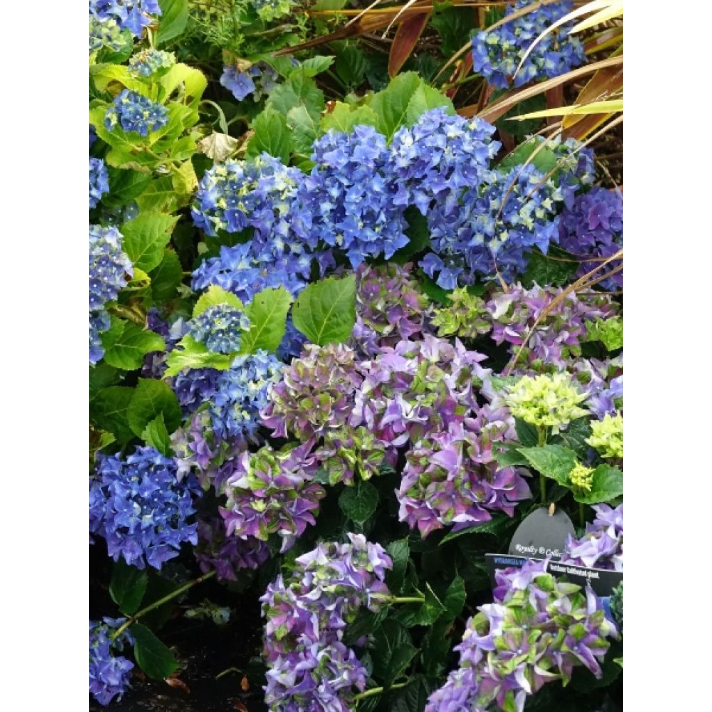 Hortensia - Hydrangea macrophylla Lady Mata Hari