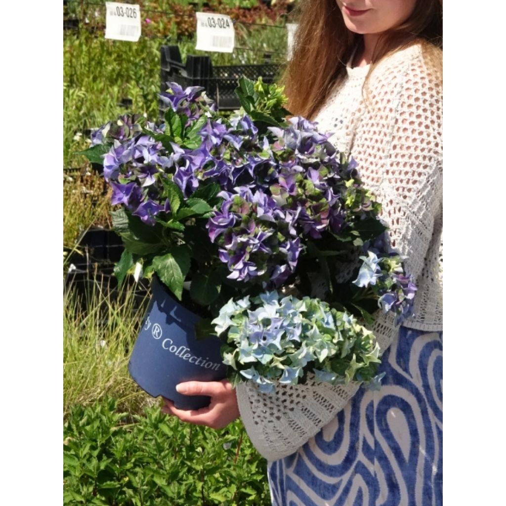 Hortensia - Hydrangea macrophylla Lady Mata Hari