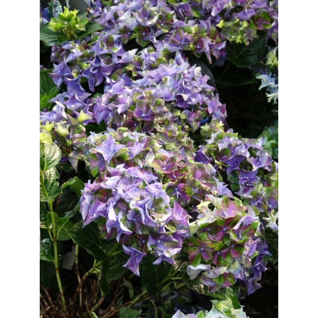 Hortensia - Hydrangea macrophylla Lady Mata Hari