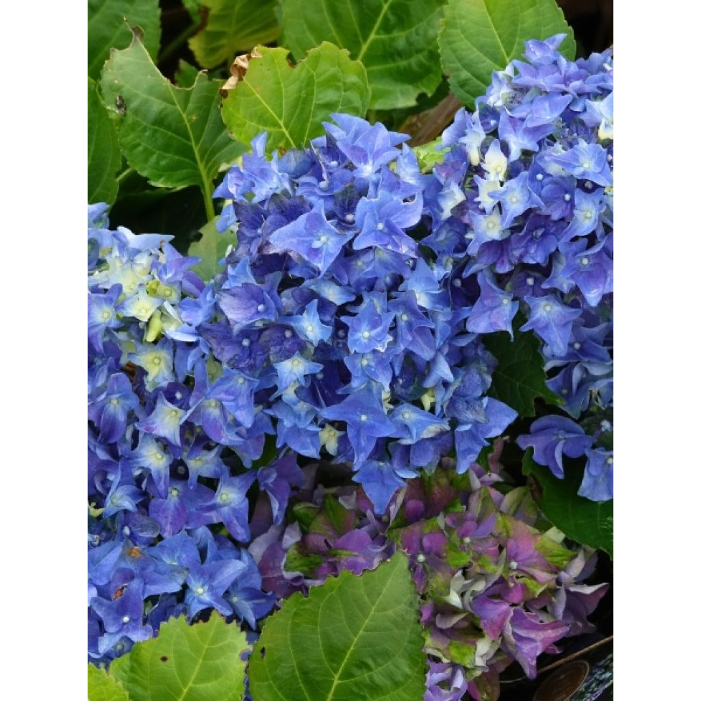Hortensia - Hydrangea macrophylla Lady Mata Hari