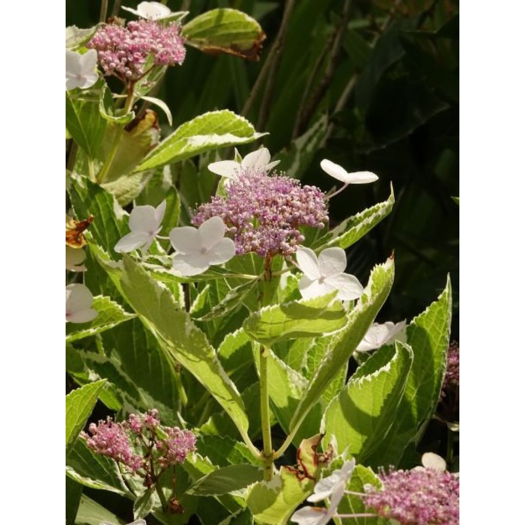 Hortensia - Hydrangea macrophylla Light'o'Day