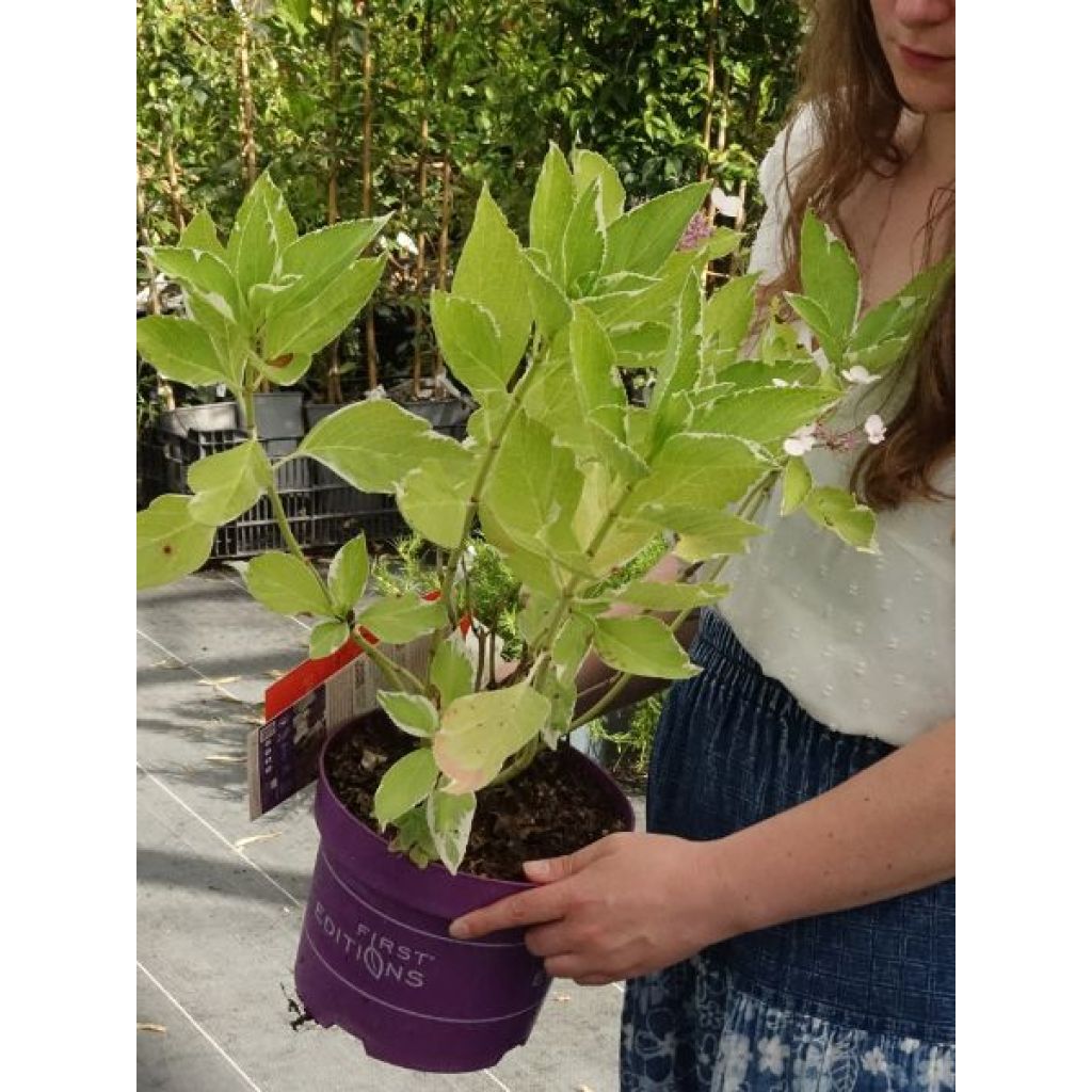 Hortensia - Hydrangea macrophylla Light'o'Day