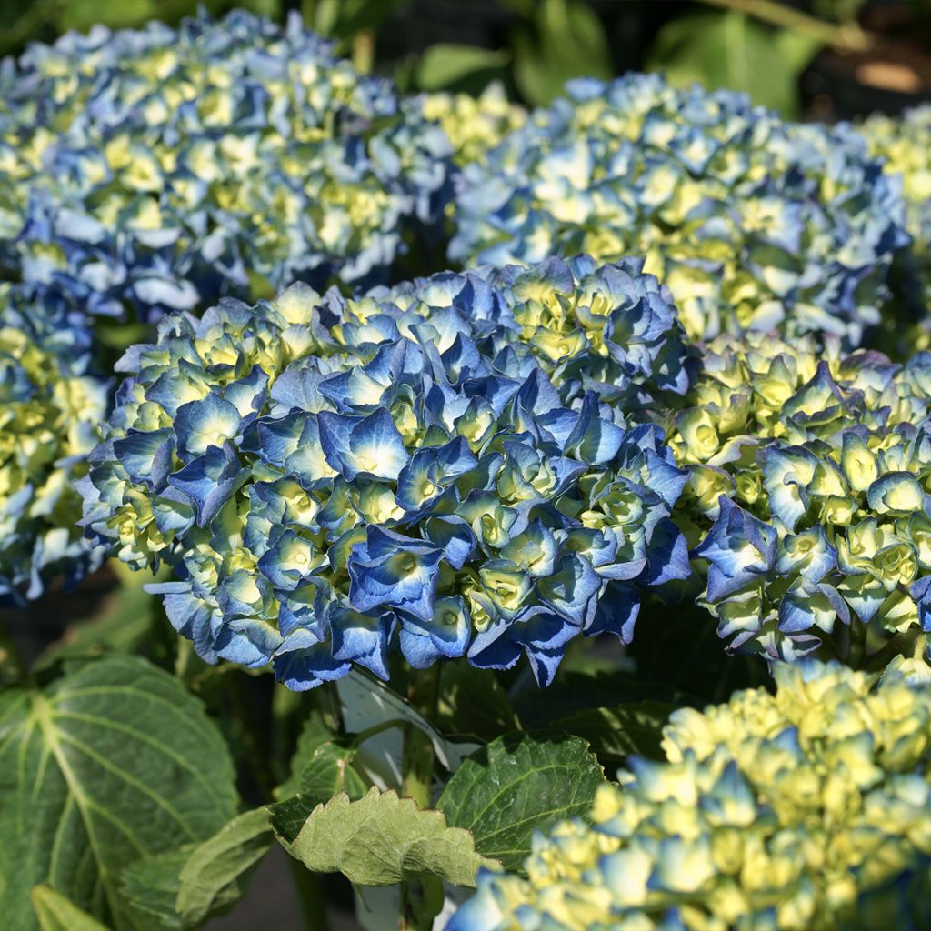 Hortensia - Hydrangea macrophylla Renate Steiniger