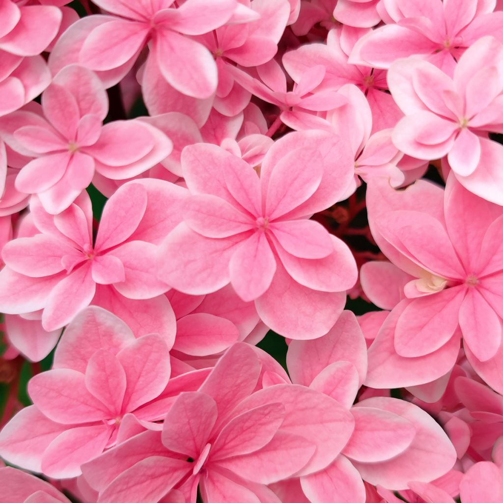 Hortensia - Hydrangea macrophylla Tinkerbell