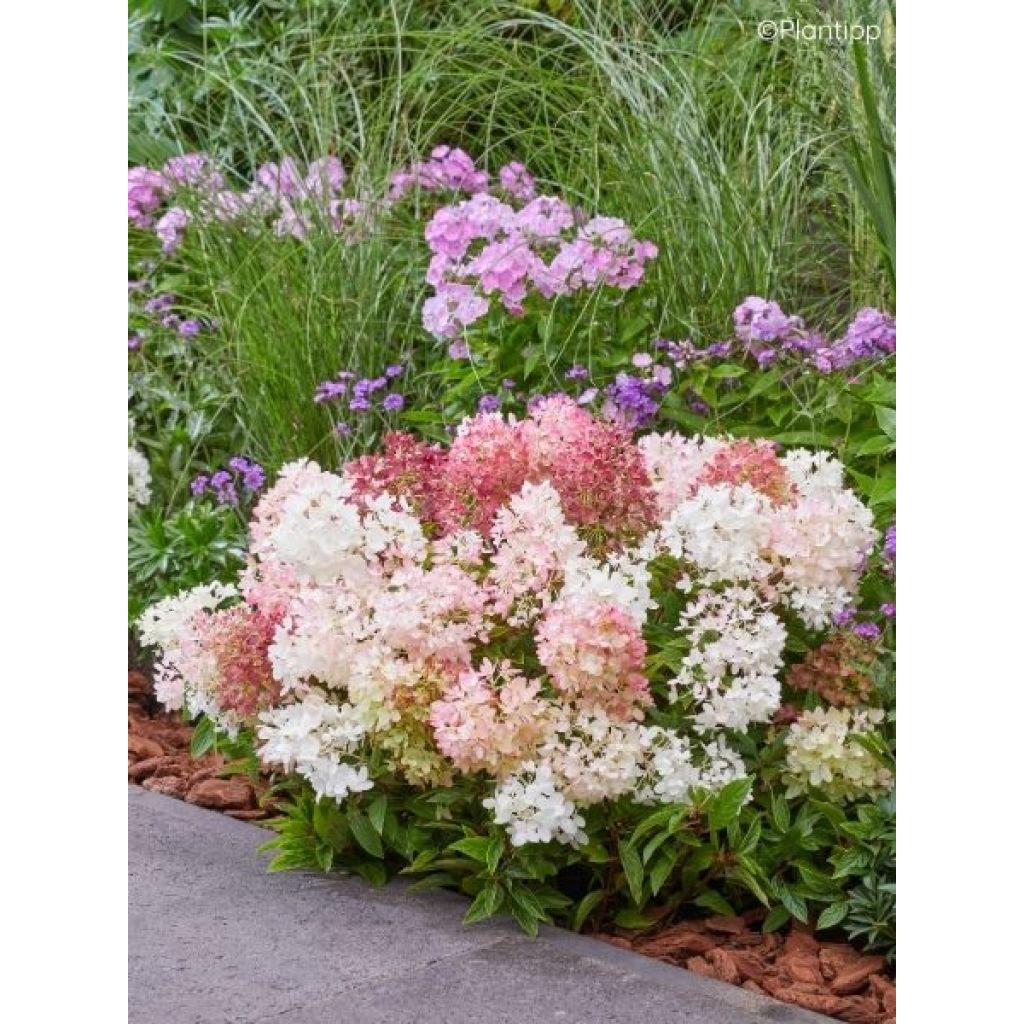 Hydrangea paniculata Groundbreaker Blush - Hortensia paniculé nain