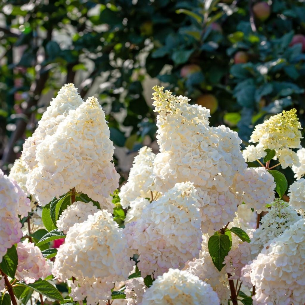 Hydrangea paniculata Sundae Fraise - Hortensia paniculé rose
