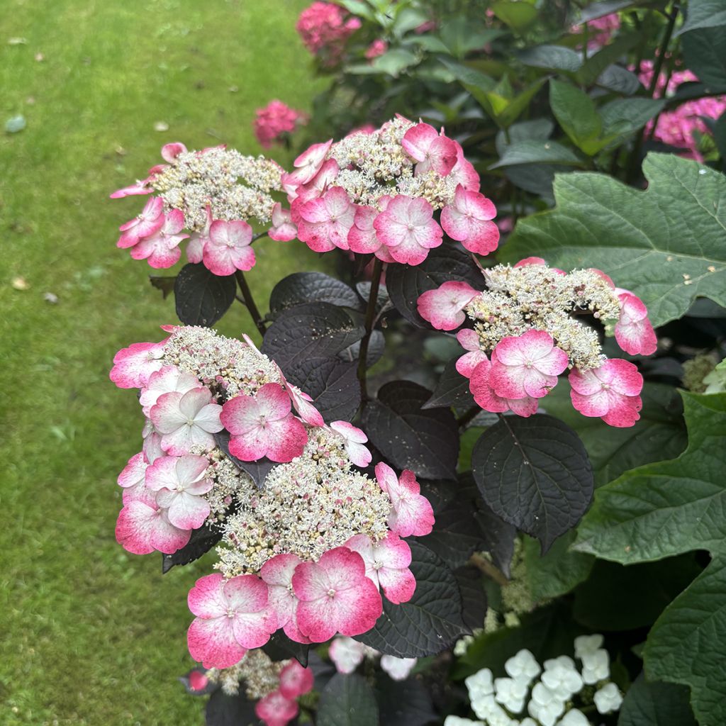 Hortensia - Hydrangea serrata Choco White