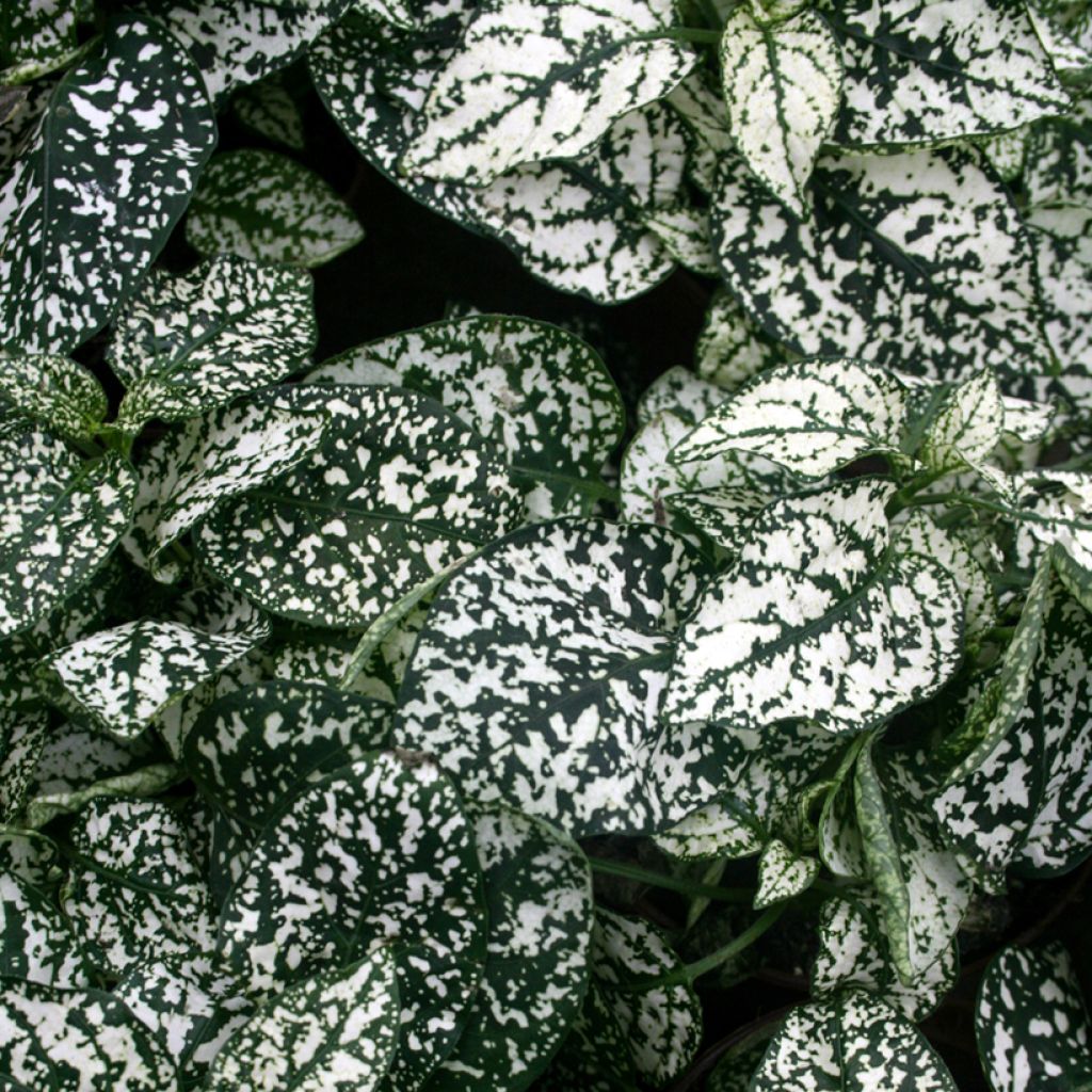 Hypoestes phyllostachya White