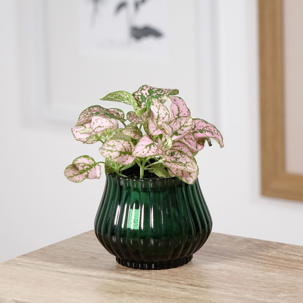 Hypoestes phyllostachya Pink