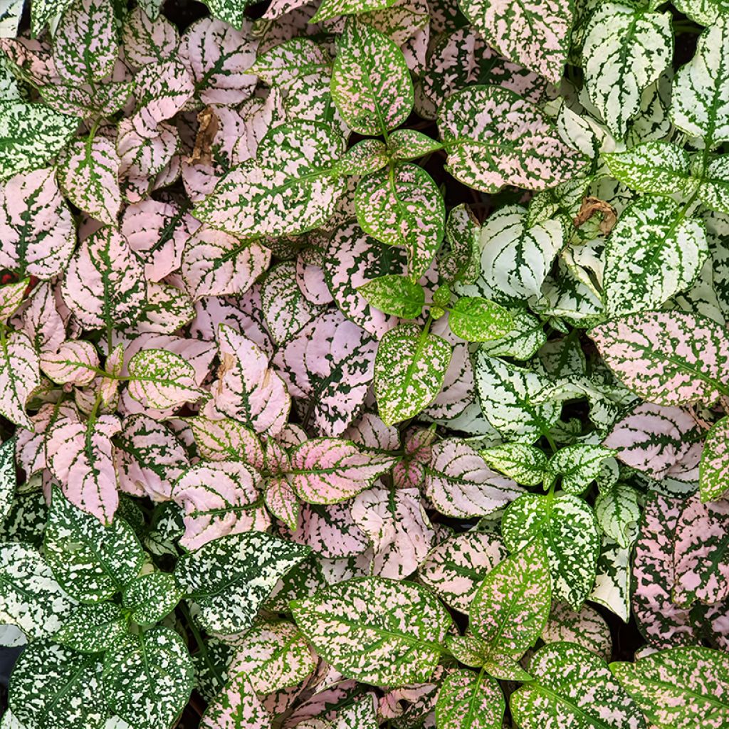 Hypoestes phyllostachya Pink