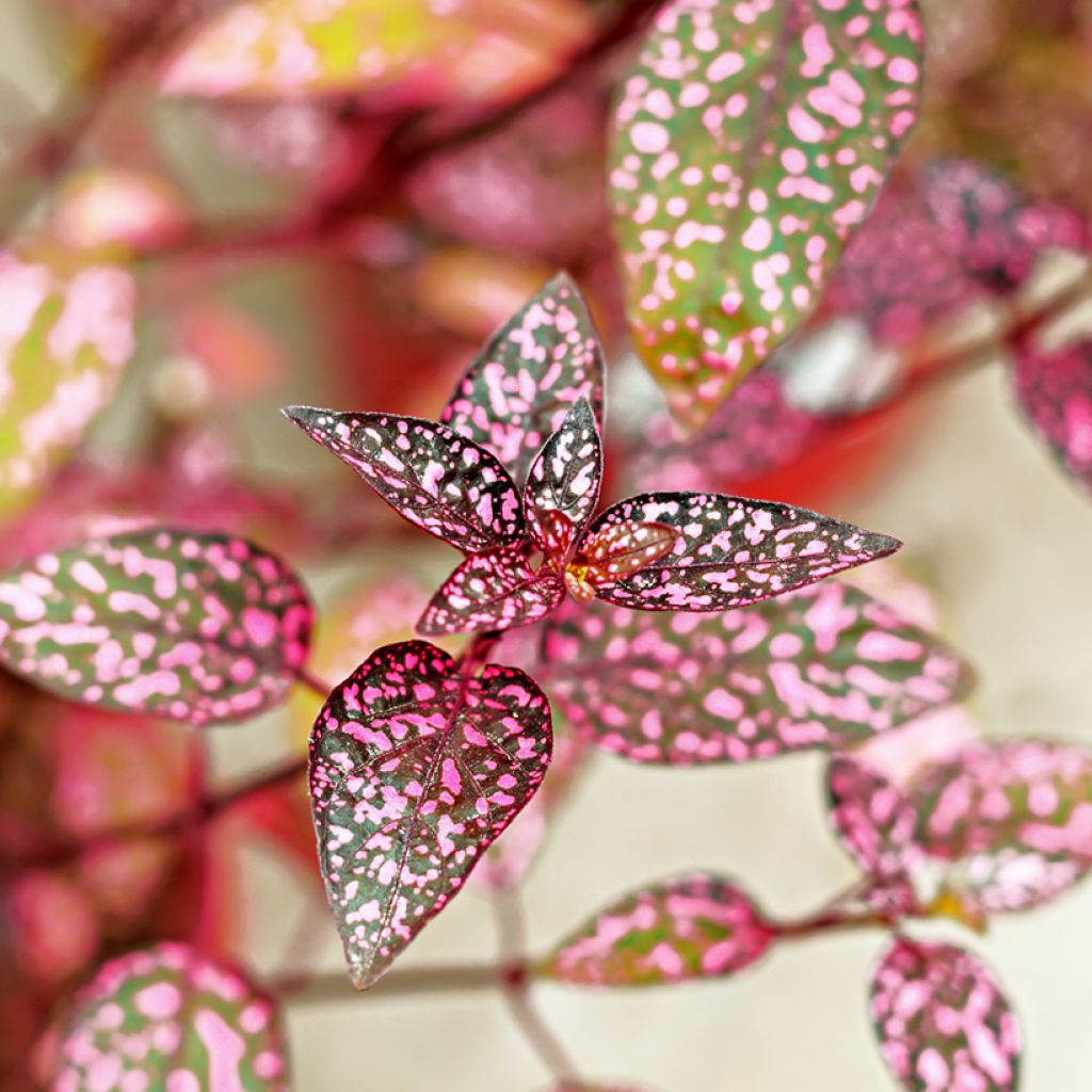Hypoestes phyllostachya Pink