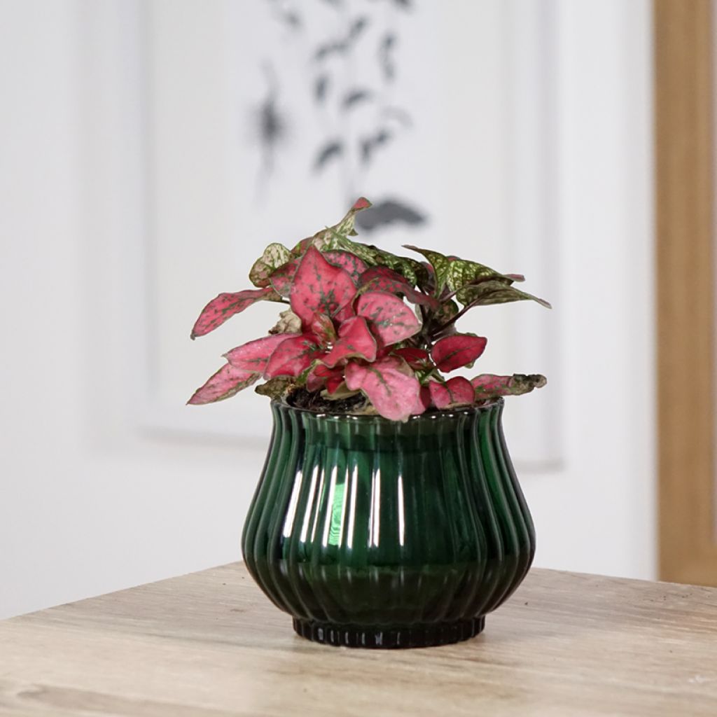 Hypoestes phyllostachya Red