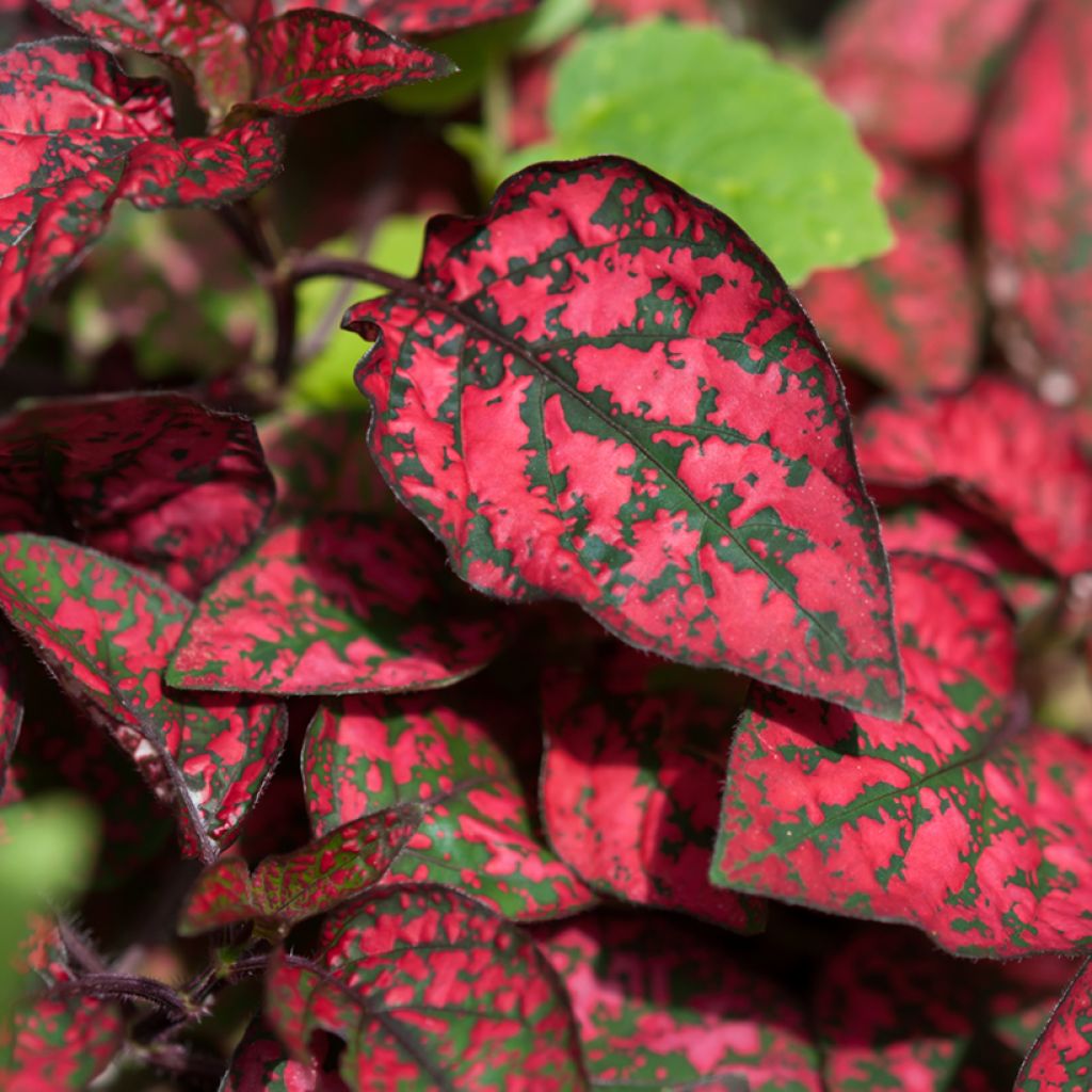 Hypoestes phyllostachya Red