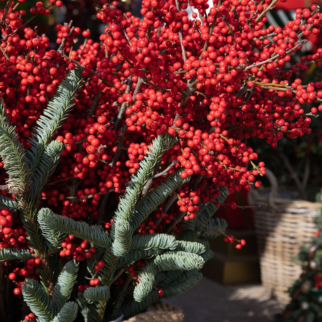 Houx verticillé femelle Magical Berry Winterberry - Ilex verticillata