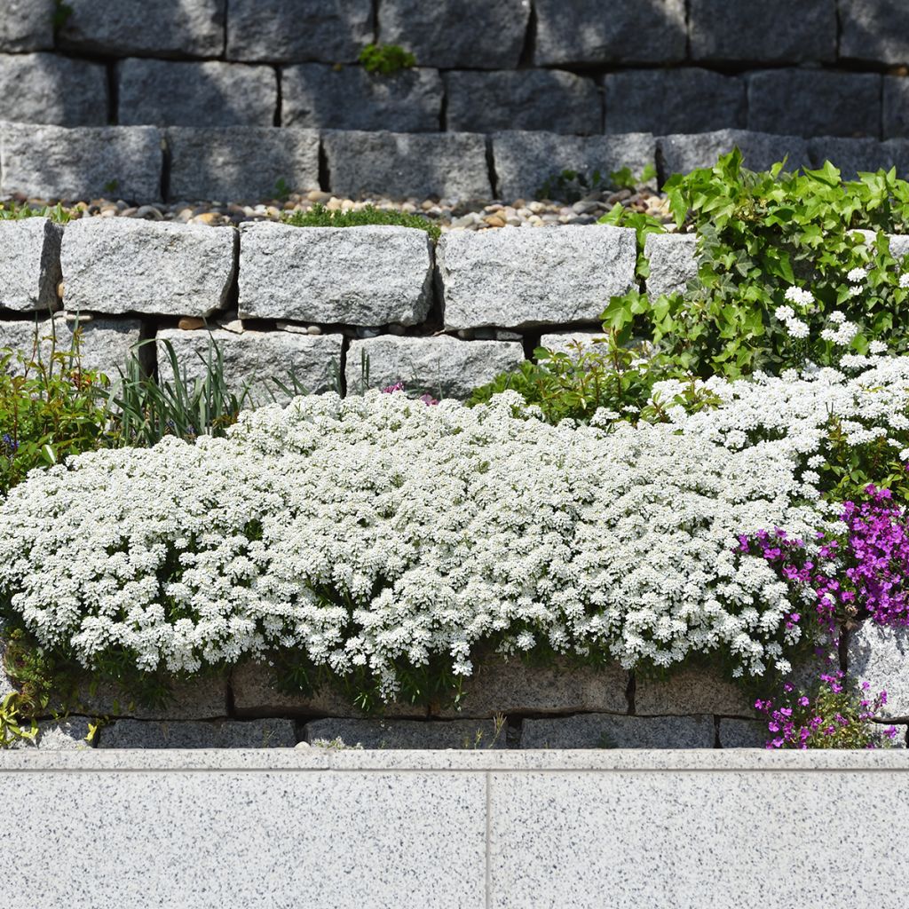 Iberis sempervirens - Corbeille d'argent