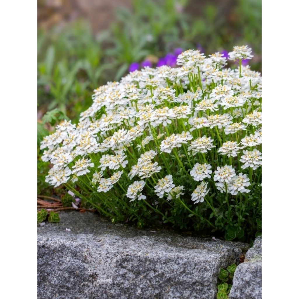 Iberis sempervirens - Corbeille d'argent