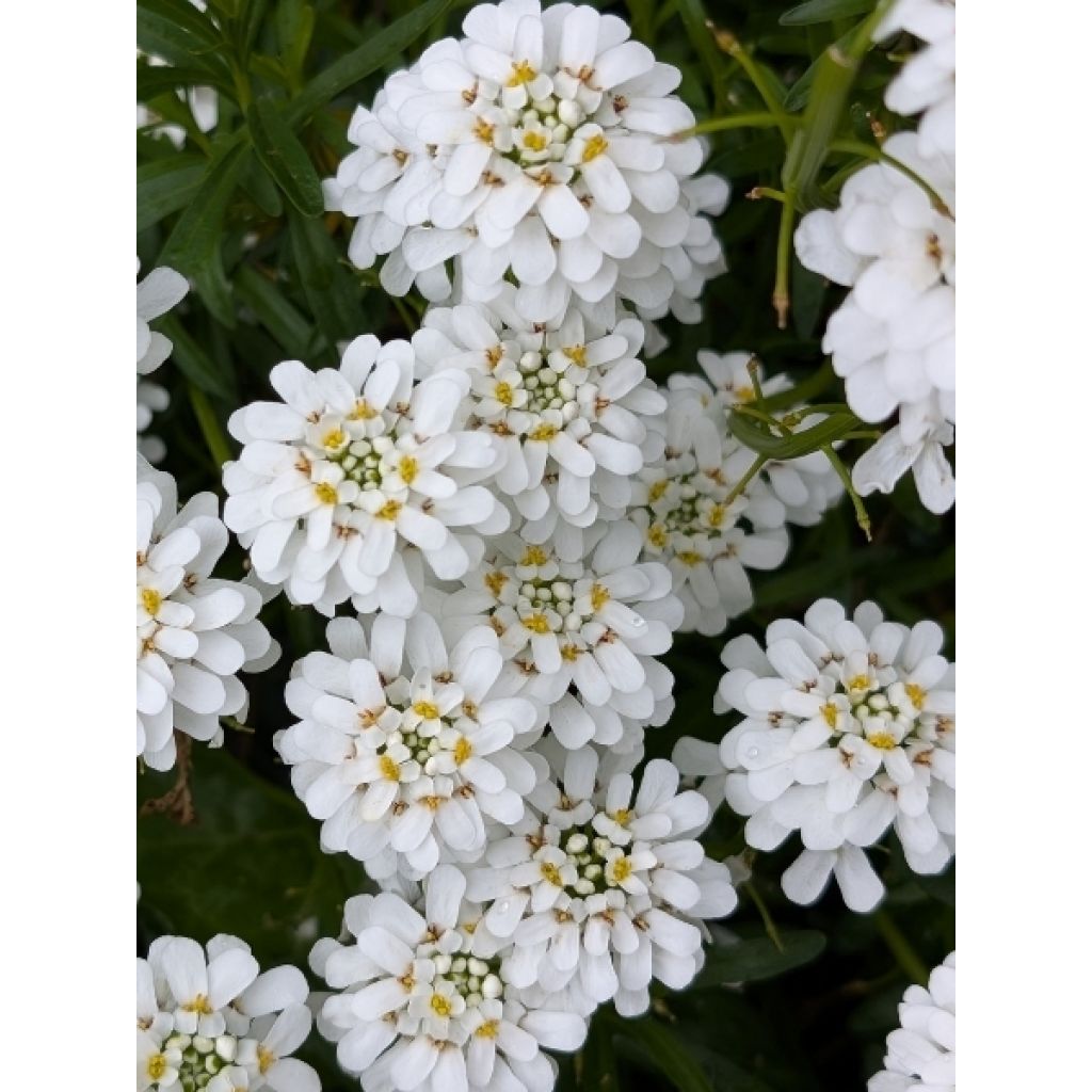 Iberis sempervirens - Corbeille d'argent