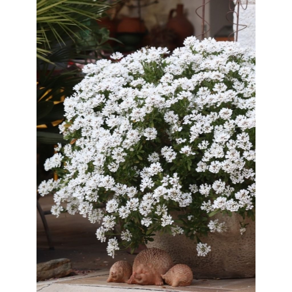 Iberis sempervirens Appen-Etz - Corbeille d'argent