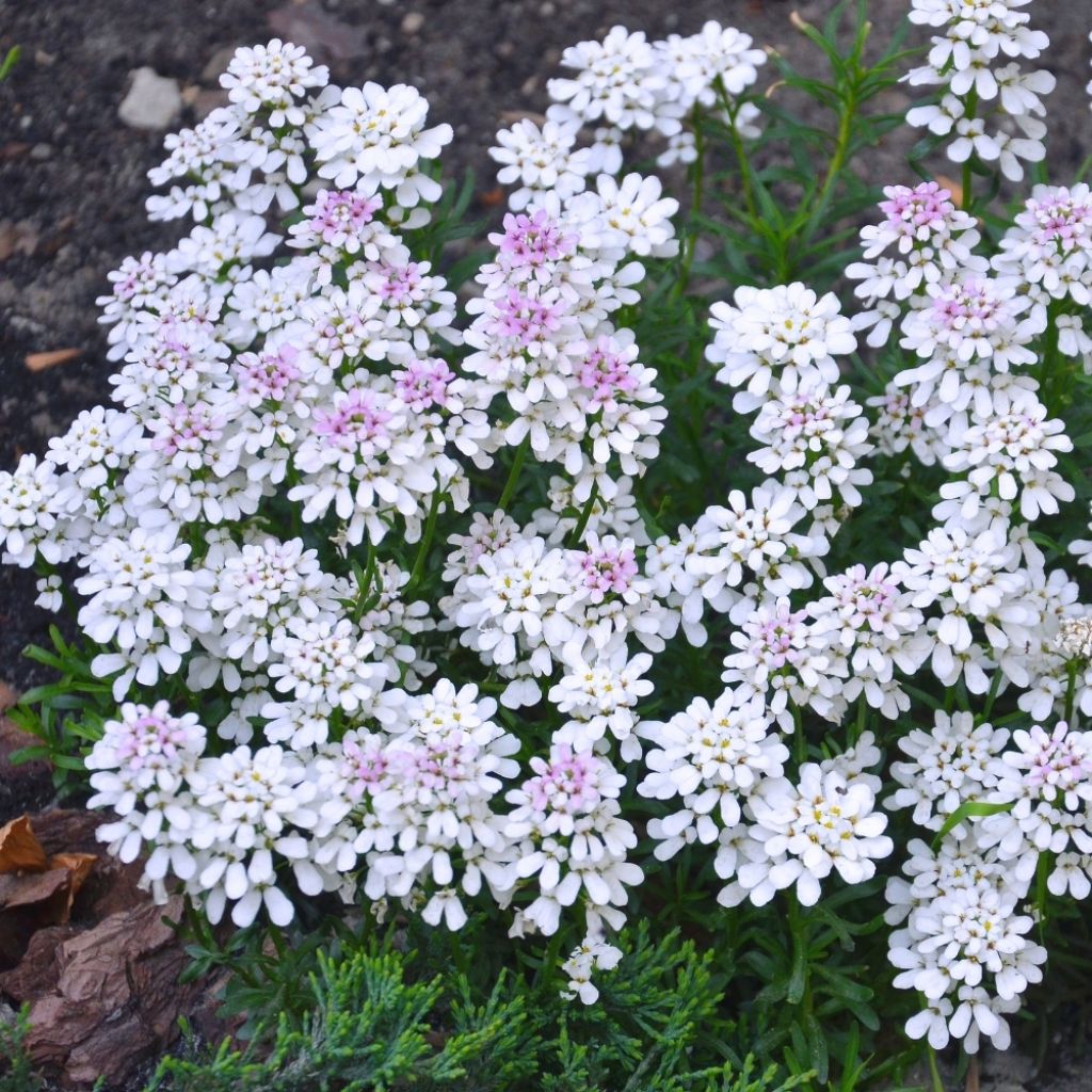 Iberis sempervirens Pink Ice® - Corbeille d'Argent