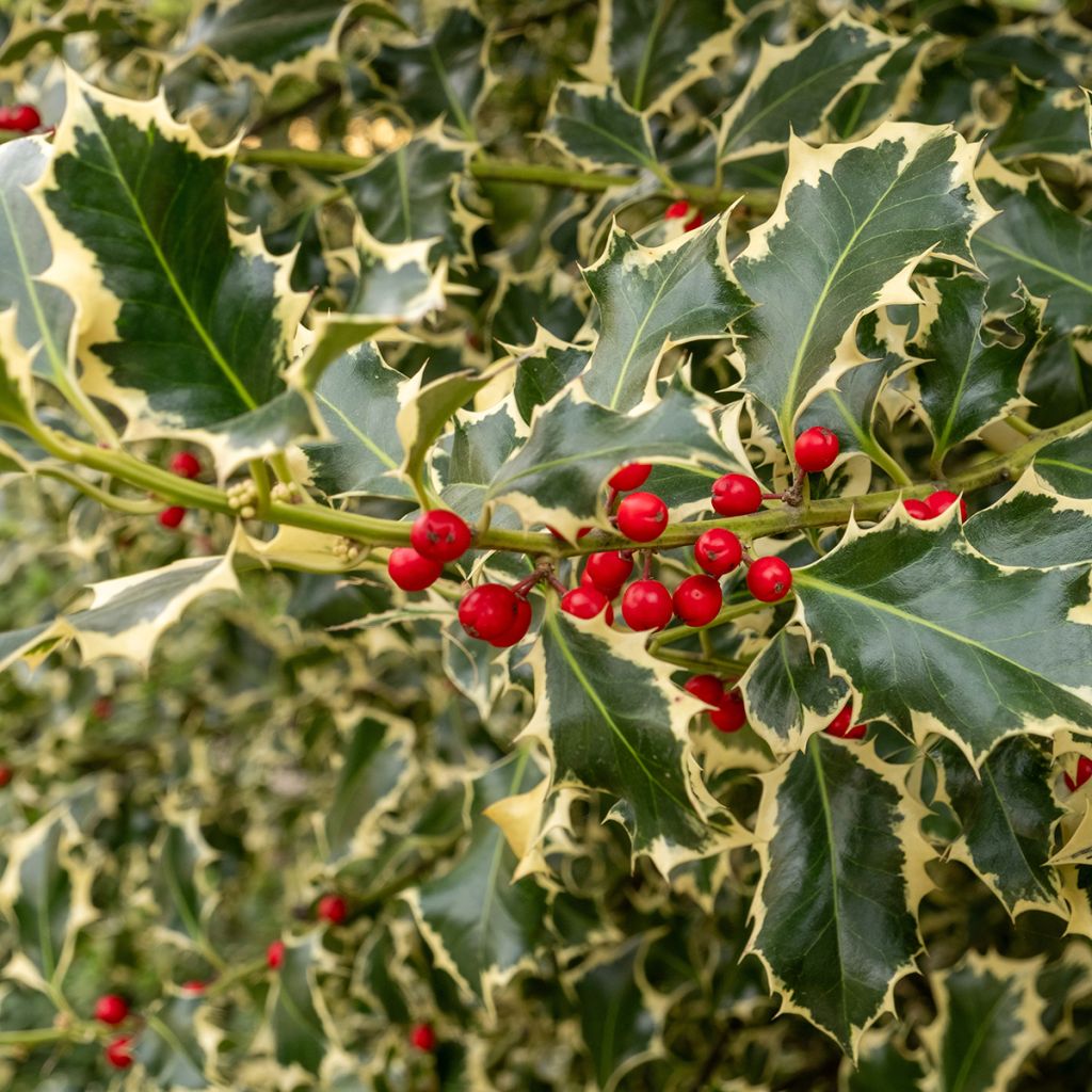 Ilex aquifolium Silver Queen - Houx panaché