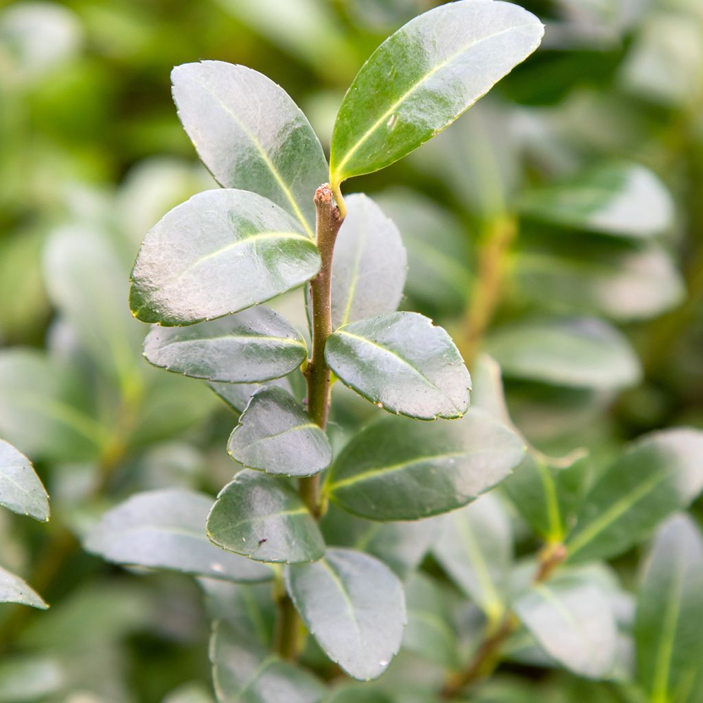 Ilex crenata Caroline Upright - Houx crénelé