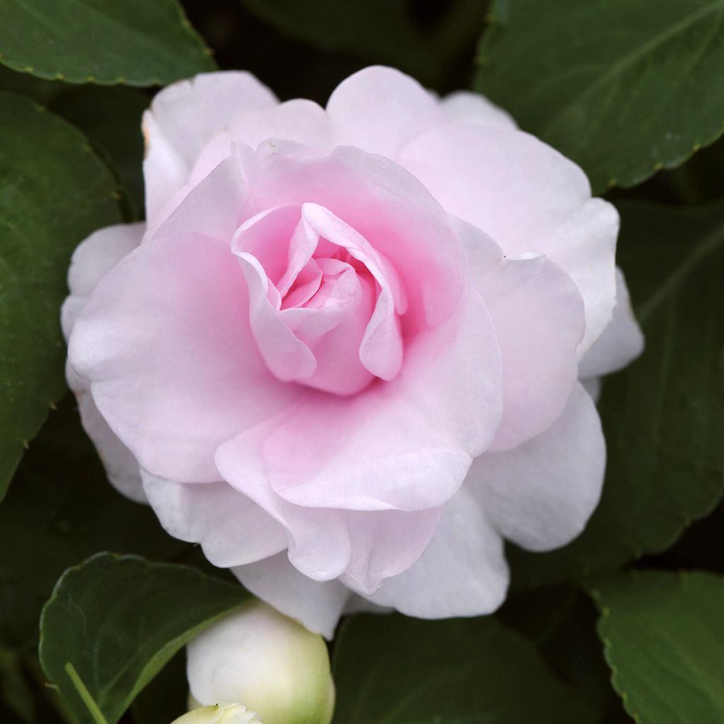 Impatiens walleriana double Glimmer Appleblossom