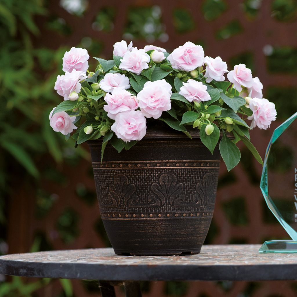 Impatiens walleriana double Glimmer Appleblossom