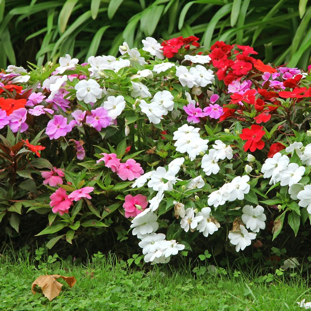 Graines d'Impatiens F2 Colour Cocktail en mélange - Balsamine des jardins