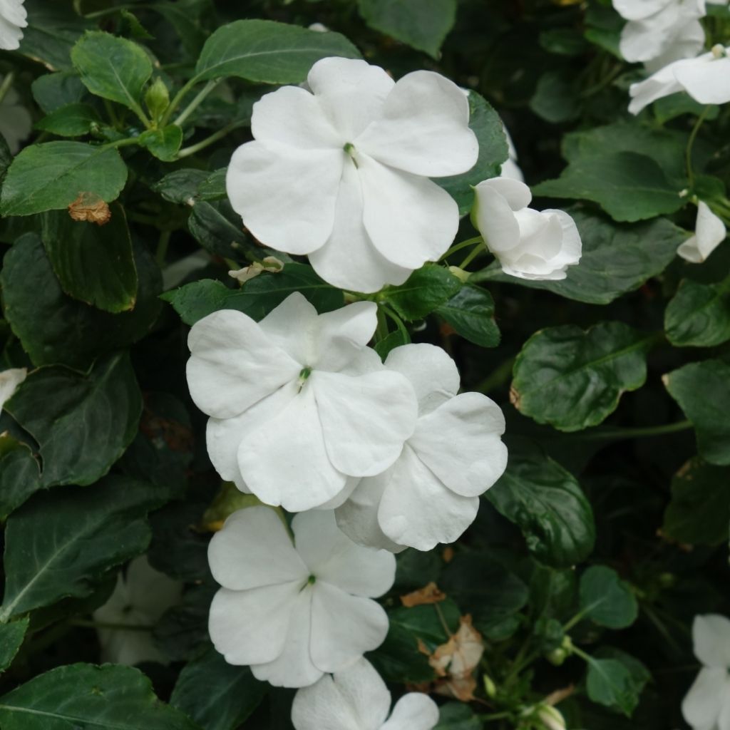 Impatiens SunPatiens Vigorous Clear White Mini-mottes