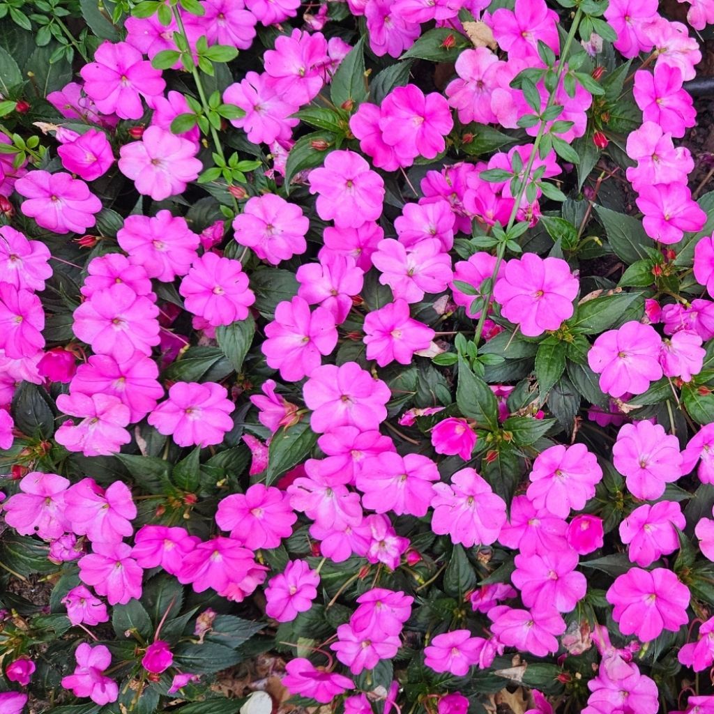 Impatiens SunPatiens Vigorous Lavender Mini-mottes