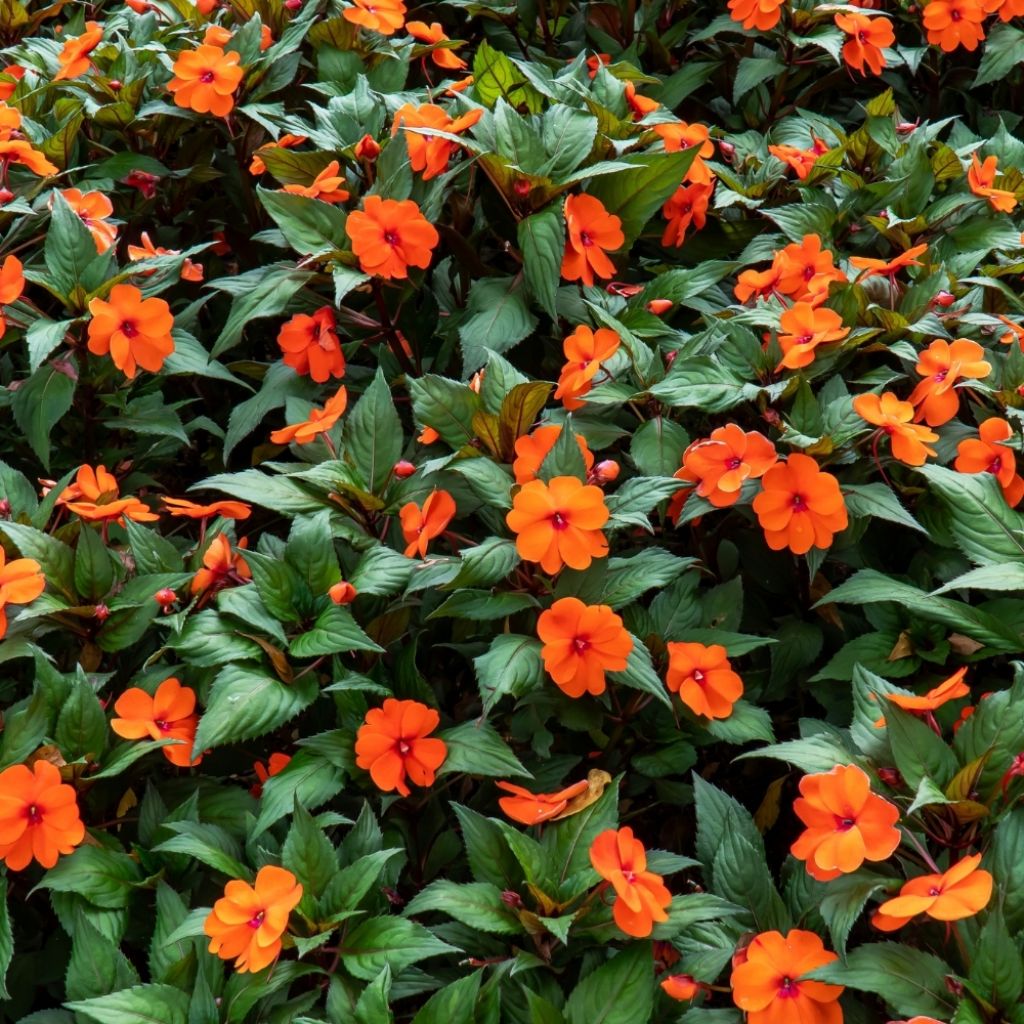 Impatiens SunPatiens Vigorous Orange Mini-mottes