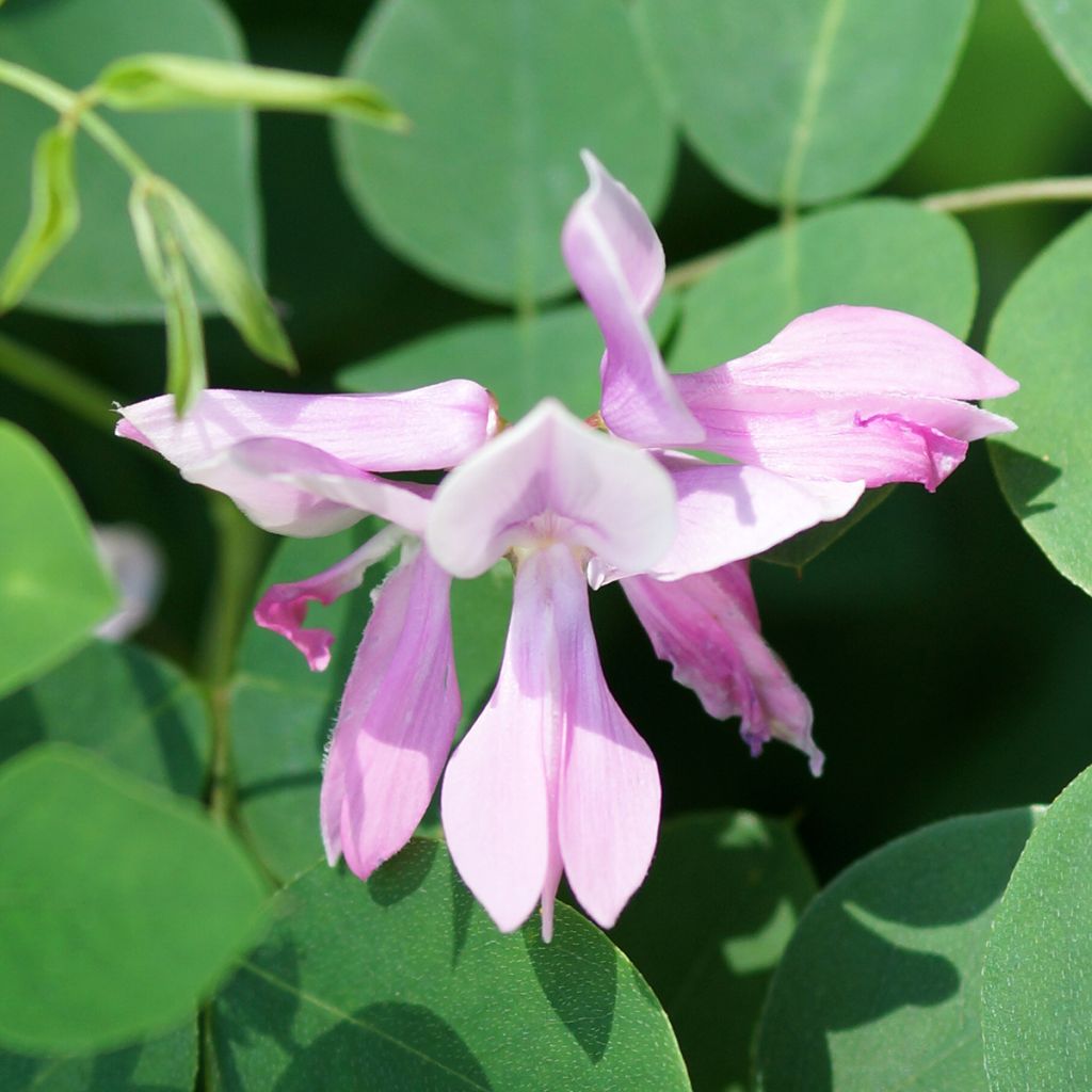 Indigofera kirilowii - Indigotier de Kirilov