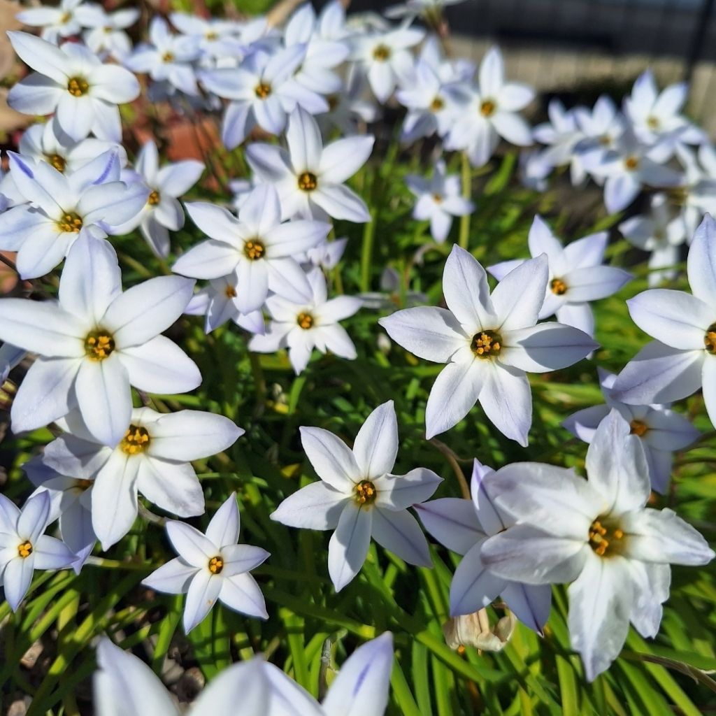 Ipheion uniflorum