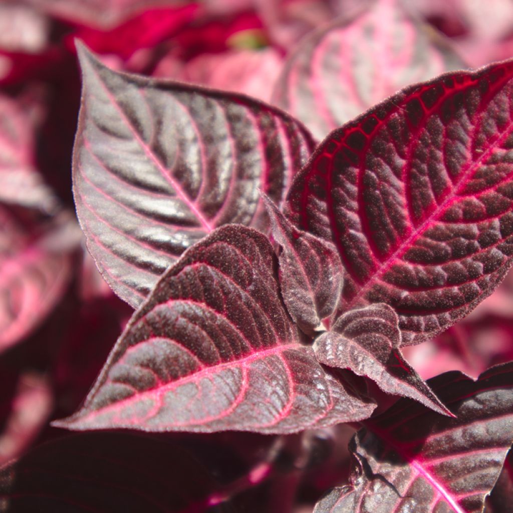 Iresine herbstii Bloodleaf