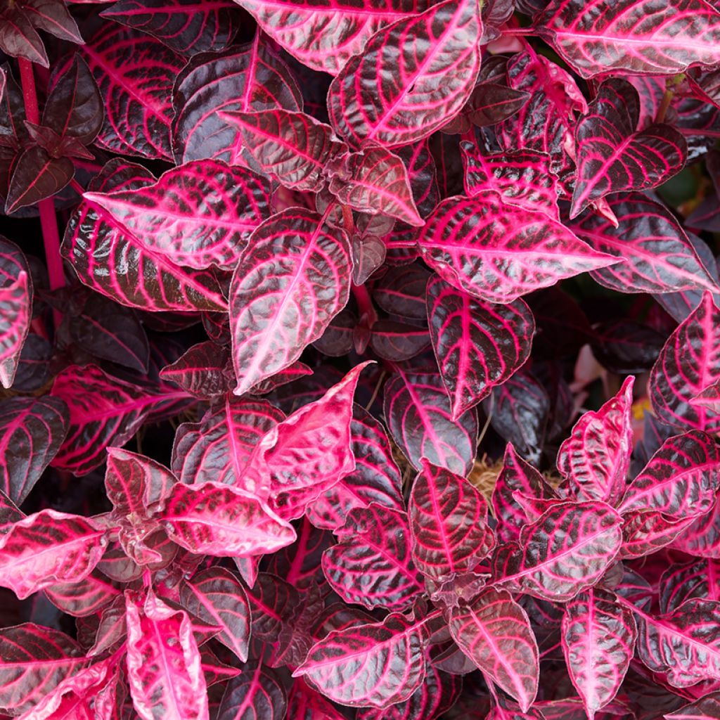 Iresine herbstii Bloodleaf