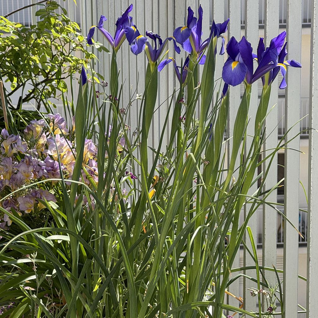 Iris de Hollande Blue Magic