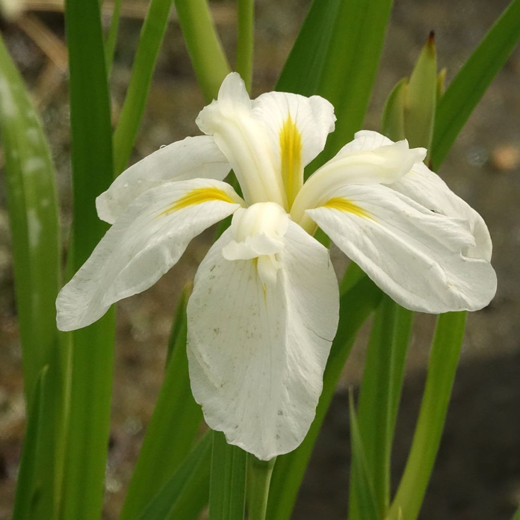 Iris du Japon - Iris ensata White Ladies