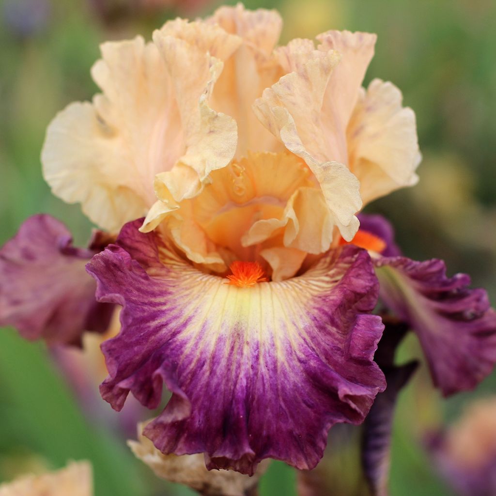 Iris germanica Abondante Floraison - Iris des Jardins