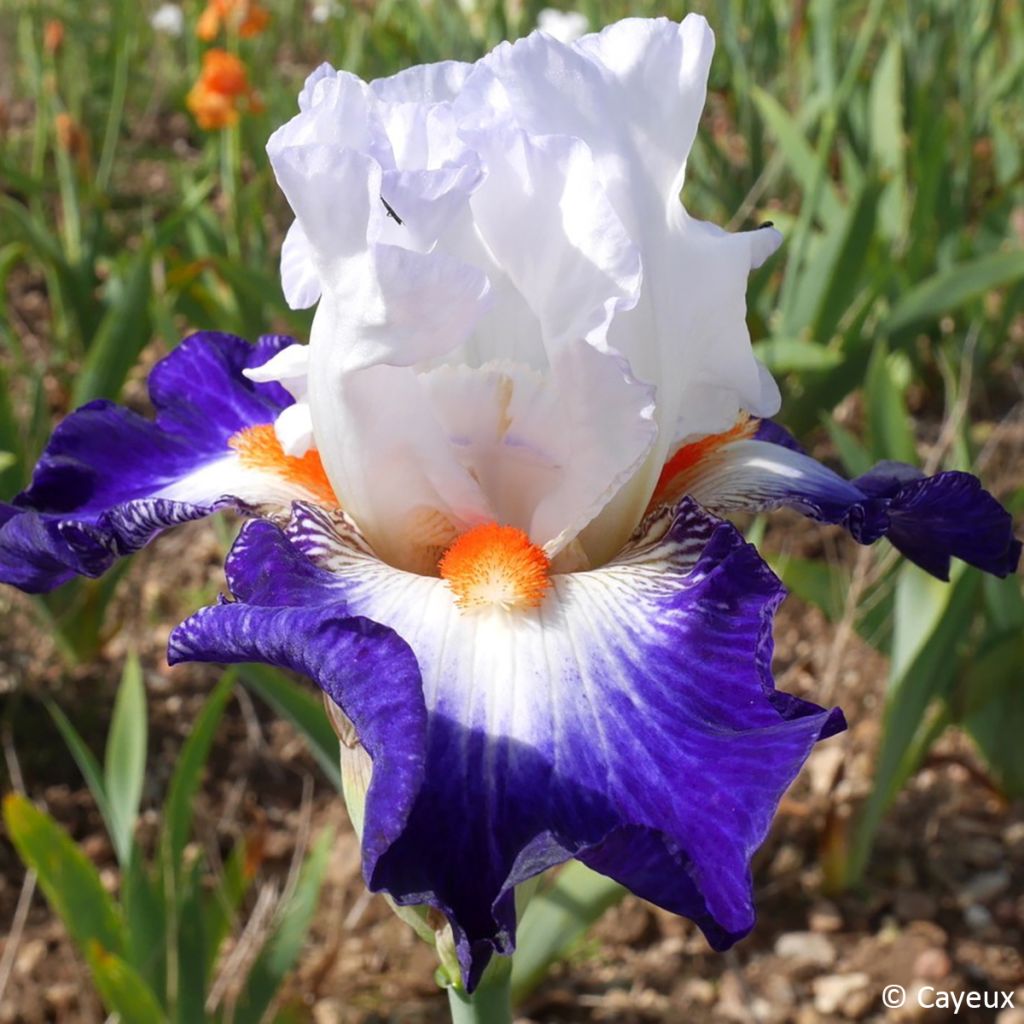 Iris germanica Écharpe Bleue - Iris des jardins