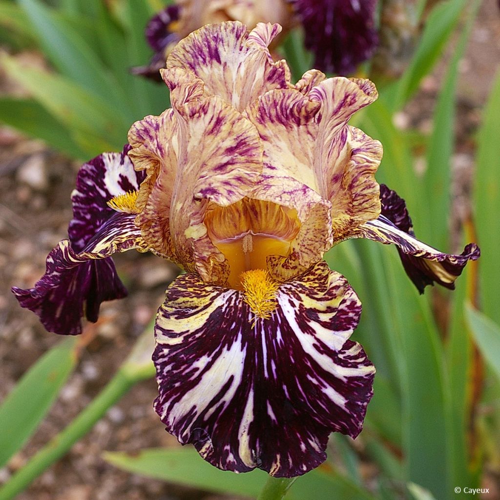 Iris germanica Grape Snakez - Iris des Jardins
