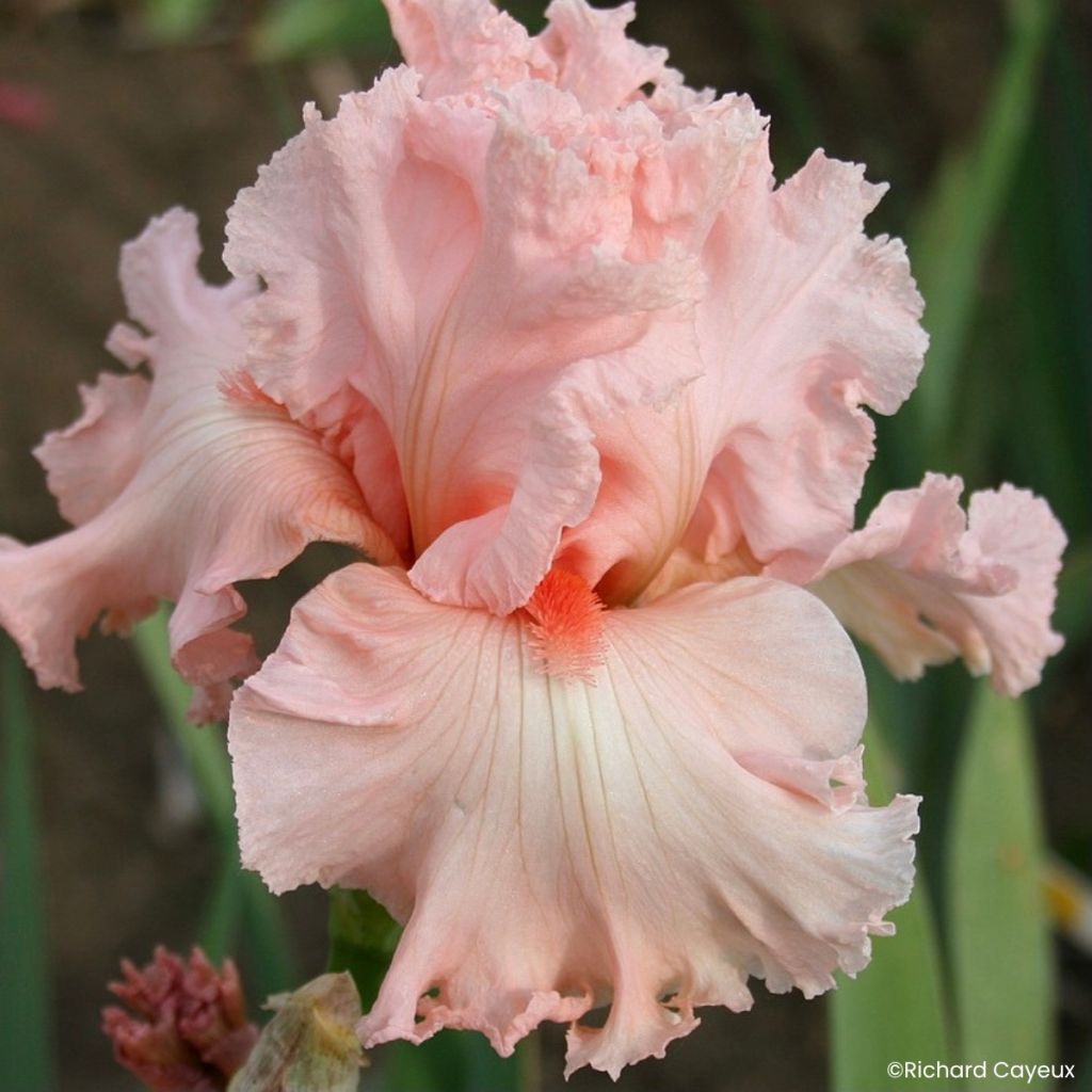 Iris germanica Happenstance - Grand Iris des Jardins