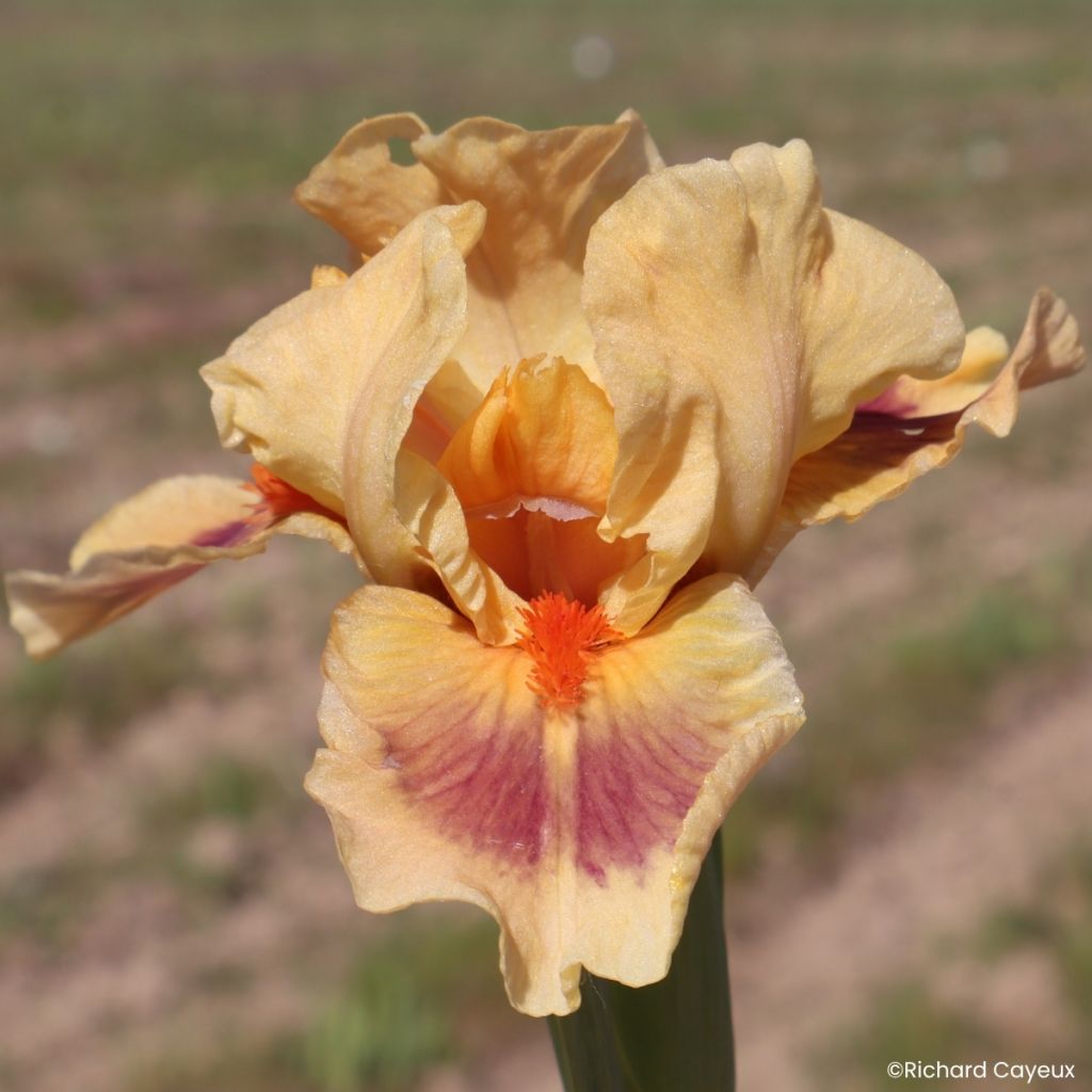 Iris germanica Jive - Iris des Jardins Lilliput