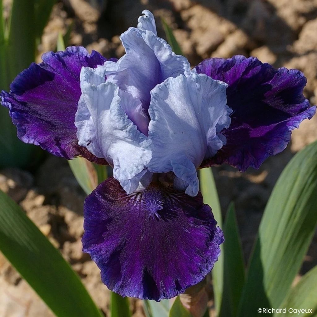 Iris germanica Mariposa Wizard - Iris des Jardins intermédiaire