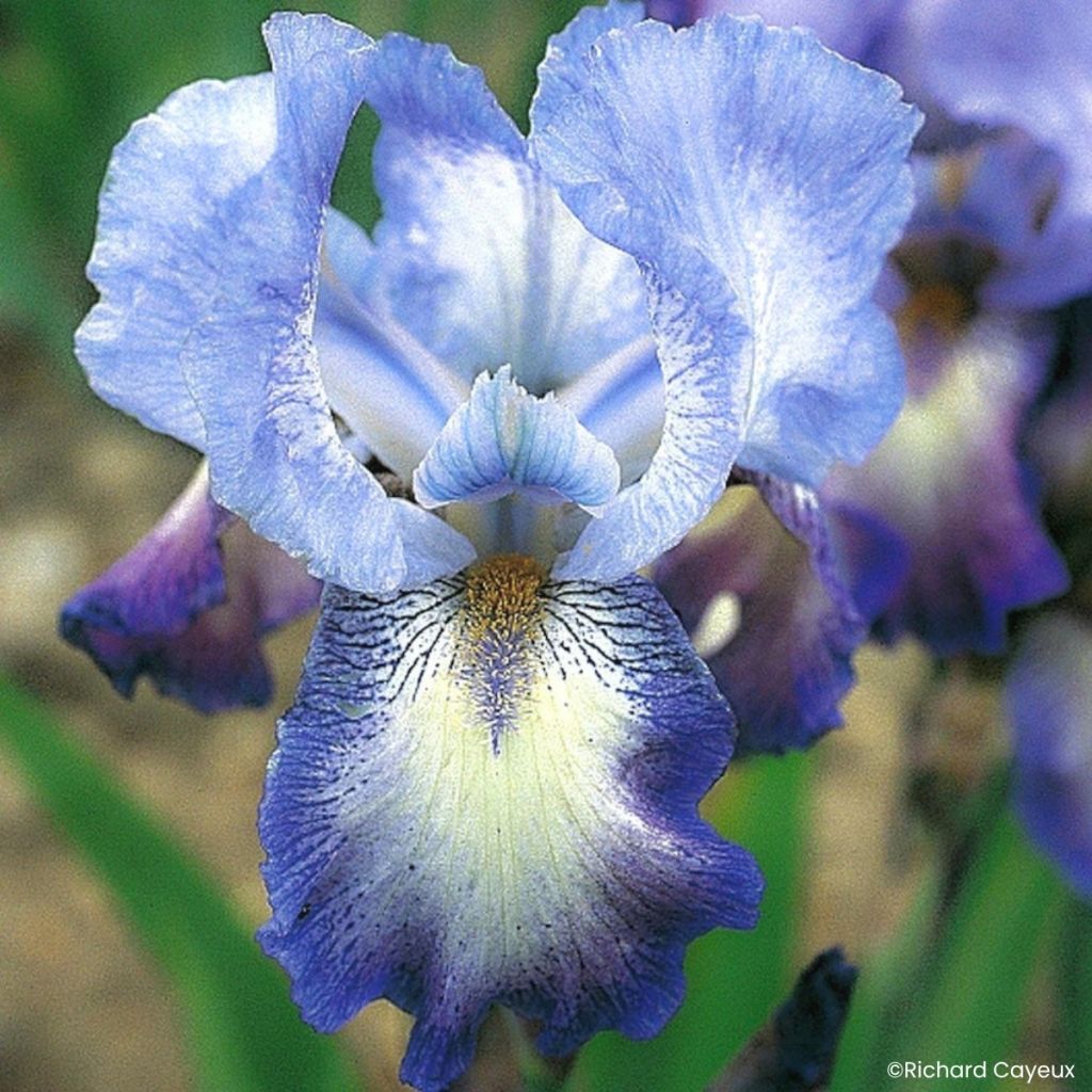Iris germanica Mistigri - Iris des Jardins intermédiaire