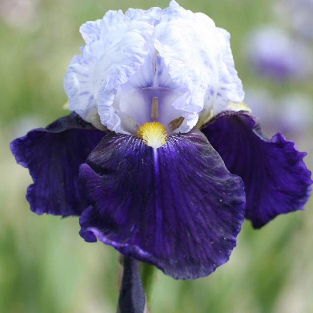 Iris germanica Night Edition - Iris des jardins 